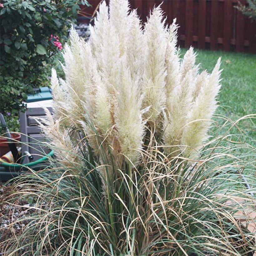 Cortaderia selloana Pumila - Pampasgras (Wuchs)