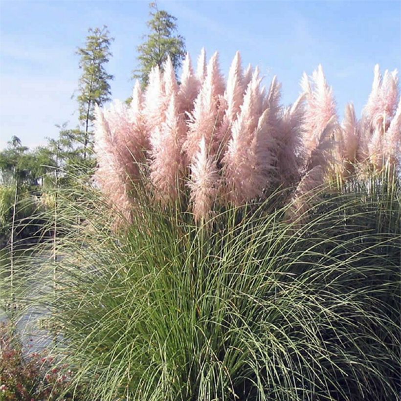 Cortaderia selloana Rosea - Pampasgras (Blüte)