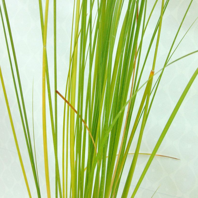 Cortaderia selloana Rosea - Pampasgras (Laub)