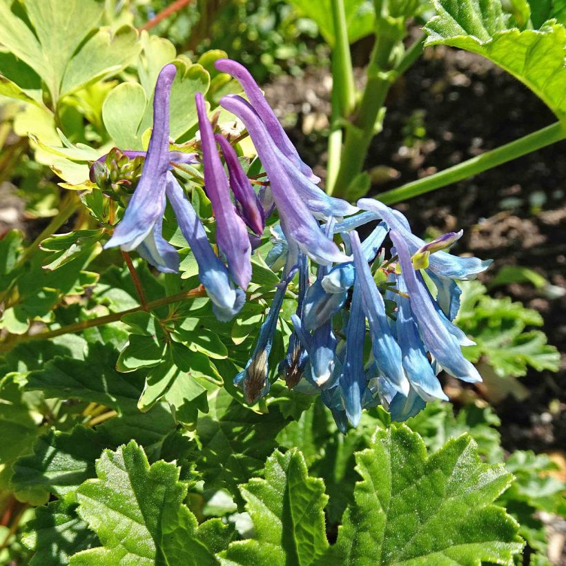 Corydalis elata - Hoher Lerchensporn (Blüte)