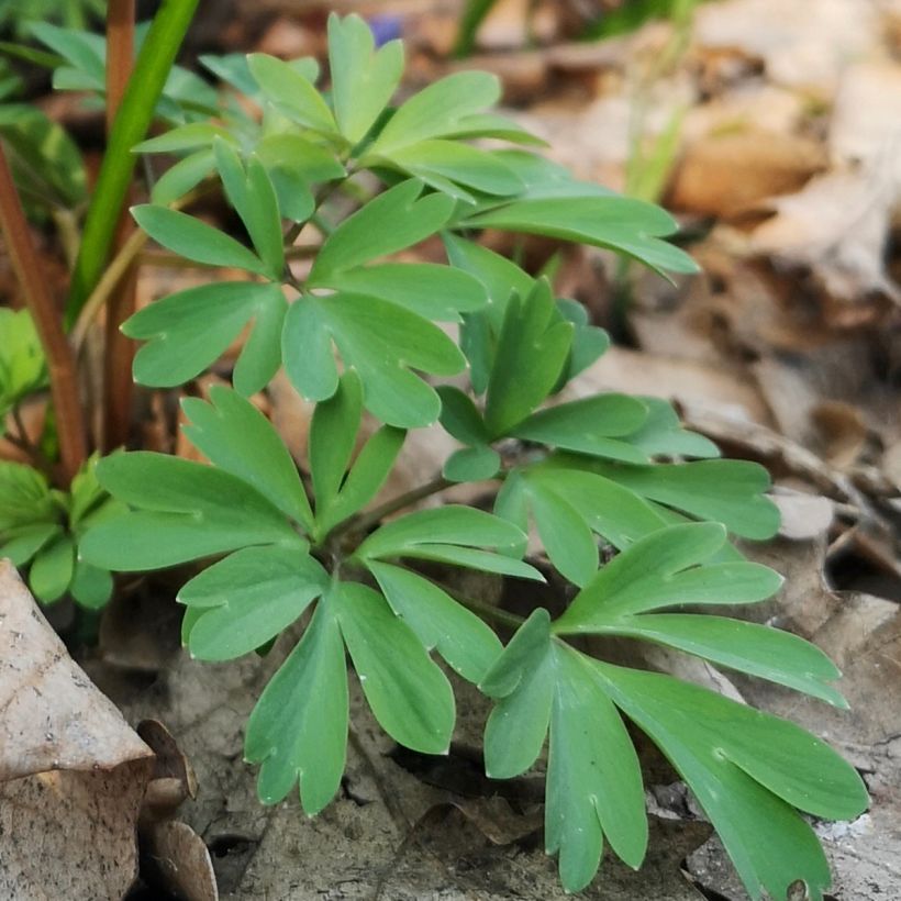 Corydalis sp. from Sichuan - Lerchensporn (Laub)