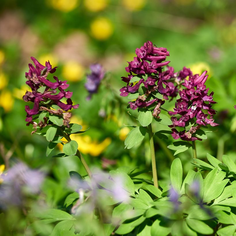 Corydalis solida Purple Bird - Gefingerter Lerchensporn (Wuchs)