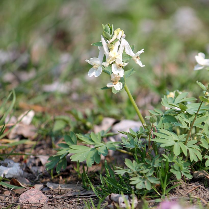 Corydalis solida White Swallow - Gefingerter Lerchensporn (Wuchs)