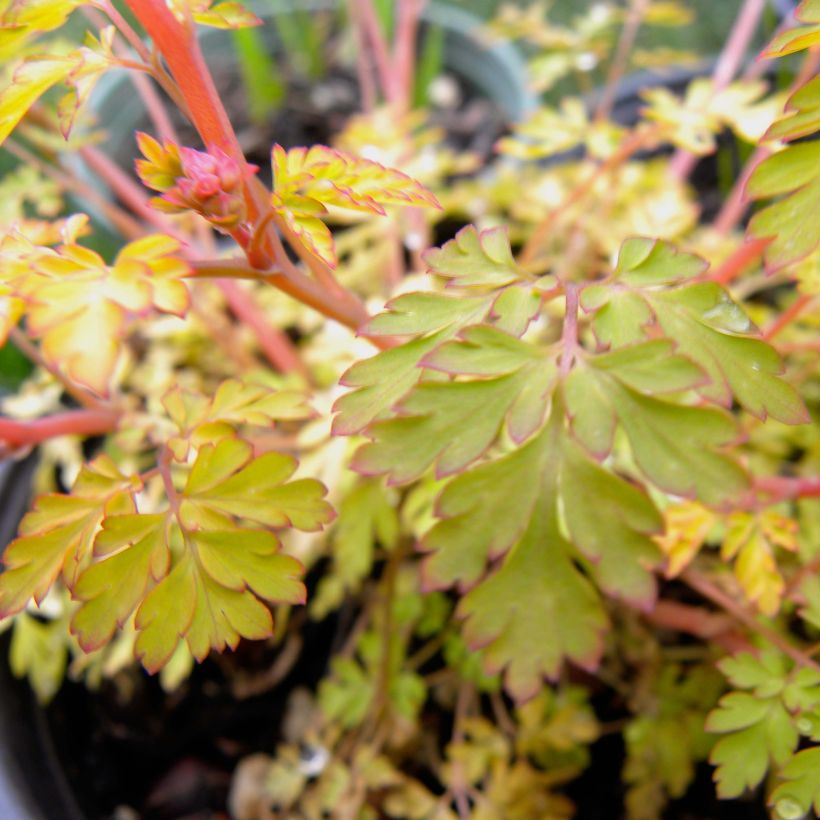Corydalis Berry Exciting - Lerchensporn (Foliage)