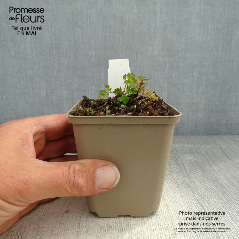 Exemplar von Corydalis Blackberry Wine - Lerchensporn Kleine Töpfe von 8/9 cm wie im Frühjahr geliefert