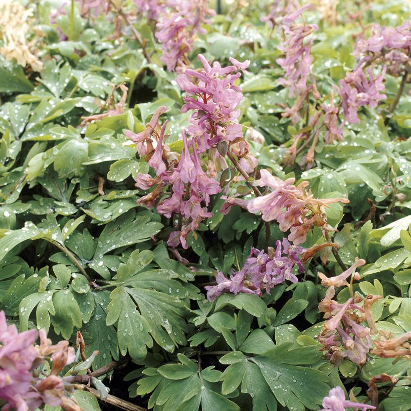 Corydalis solida ssp. solida - Gefingerter Lerchensporn (Laub)