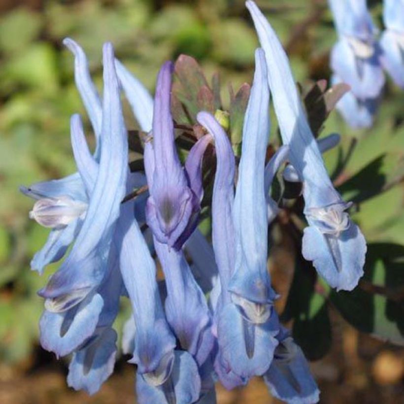 Corydalis flexuosa China Blue - Gebogener Lerchensporn (Blüte)