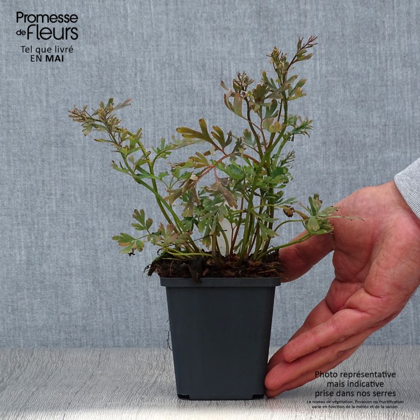 Exemplar von Corydalis flexuosa Purple Leaf - Gebogener Lerchensporn Kleine Töpfe von 8/9 cm wie im Frühjahr geliefert