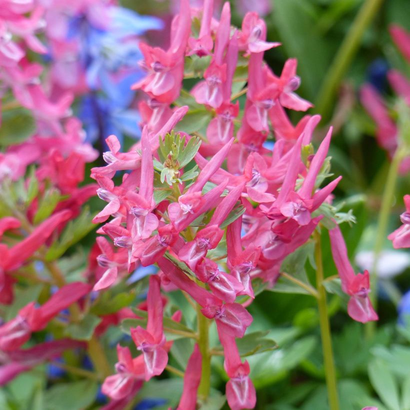 Corydalis solida GP Baker - Gefingerter Lerchensporn (Flowering)