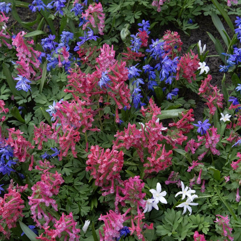 Corydalis solida GP Baker - Gefingerter Lerchensporn (Plant habit)