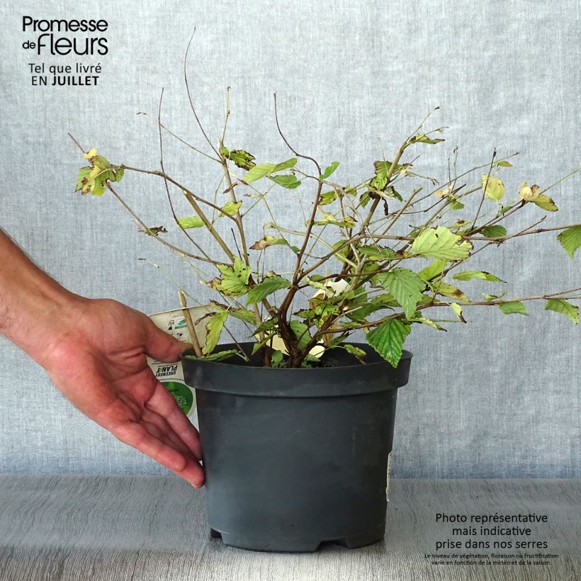Exemplar von Corylopsis pauciflora - Scheinhasel Topf mit 2L/3L wie im Sommer geliefert