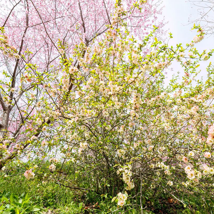 Corylopsis pauciflora - Scheinhasel (Plant habit)