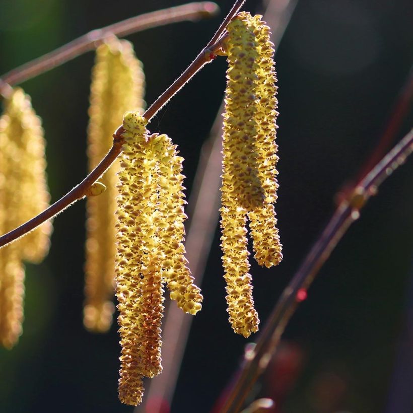 Haselnuss Webb's Prize Cobb - Corylus avellana (Flowering)