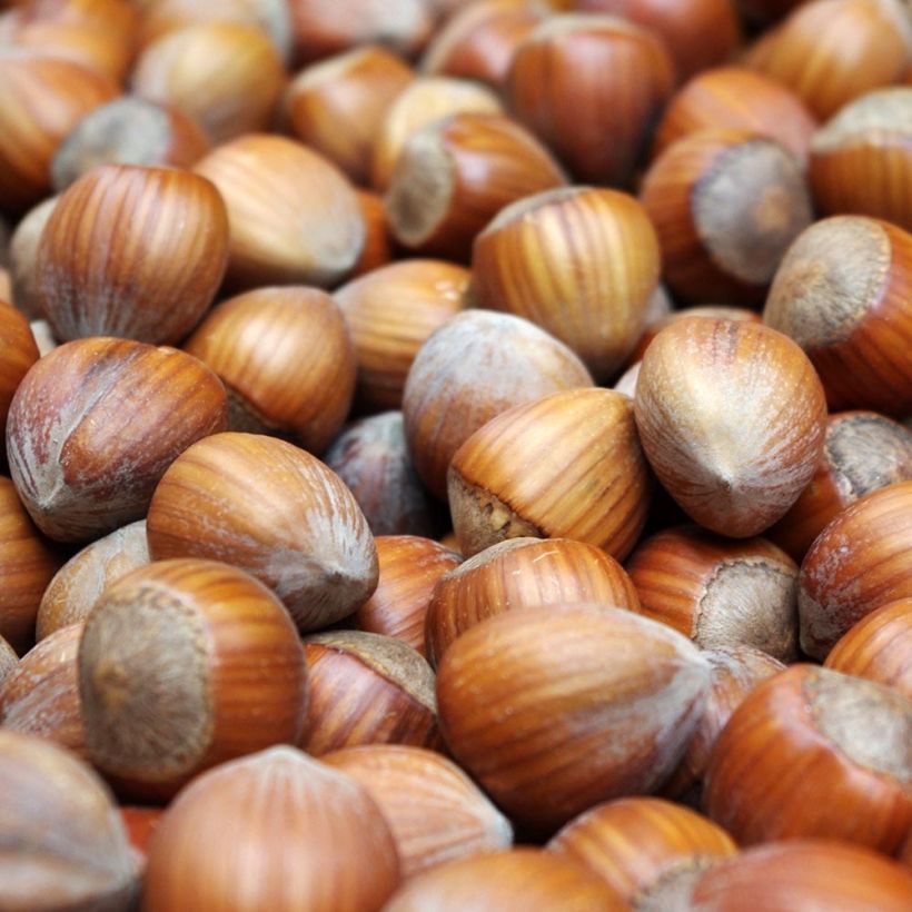 Haselnuss Webb's Prize Cobb - Corylus avellana (Harvest)