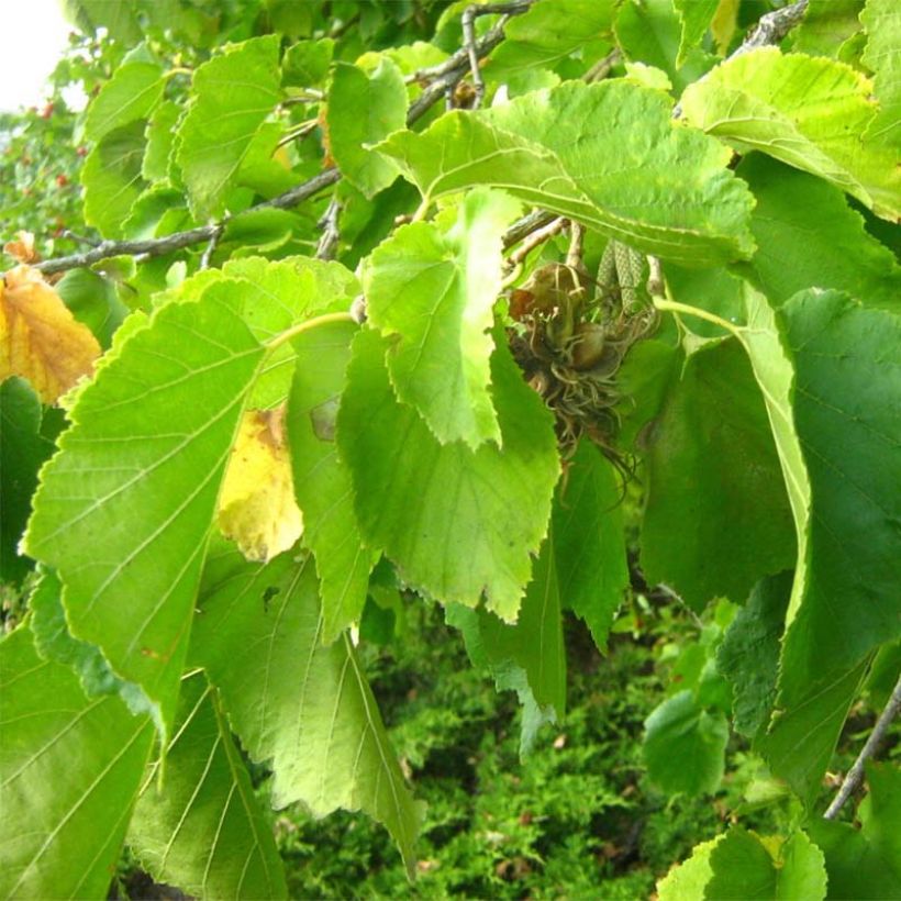 Baum-Hasel - Corylus colurna (Foliage)