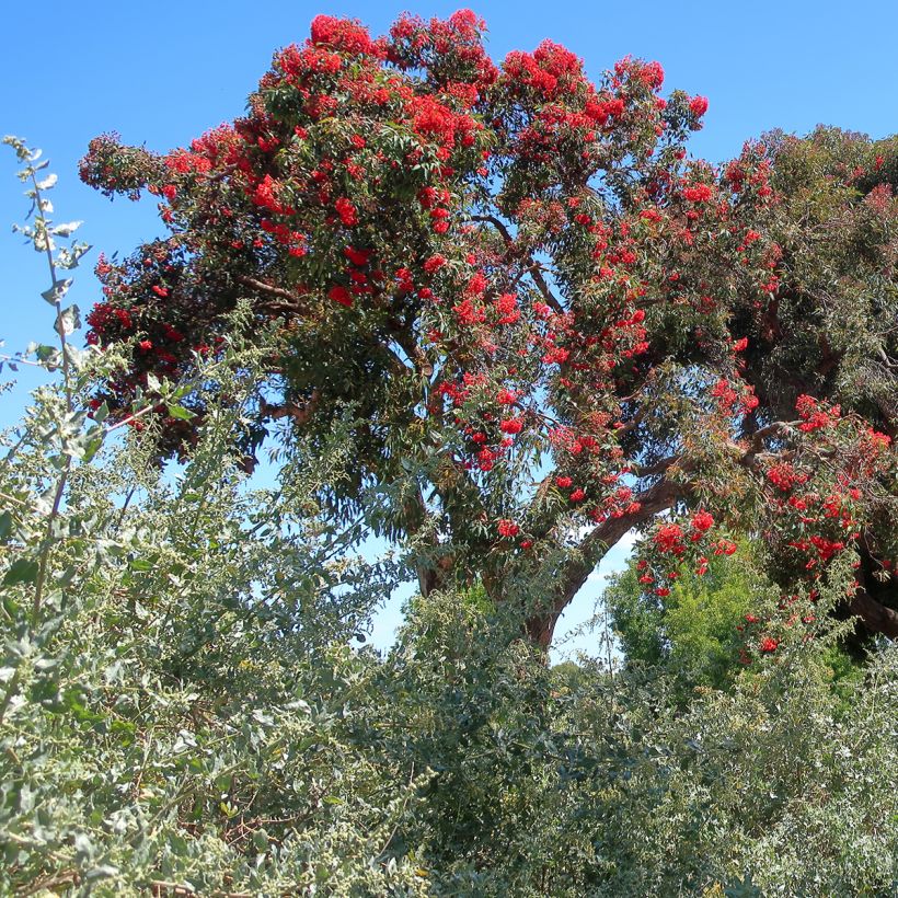 Corymbia ficifolia - Scharlach-Eucalyptus (Wuchs)
