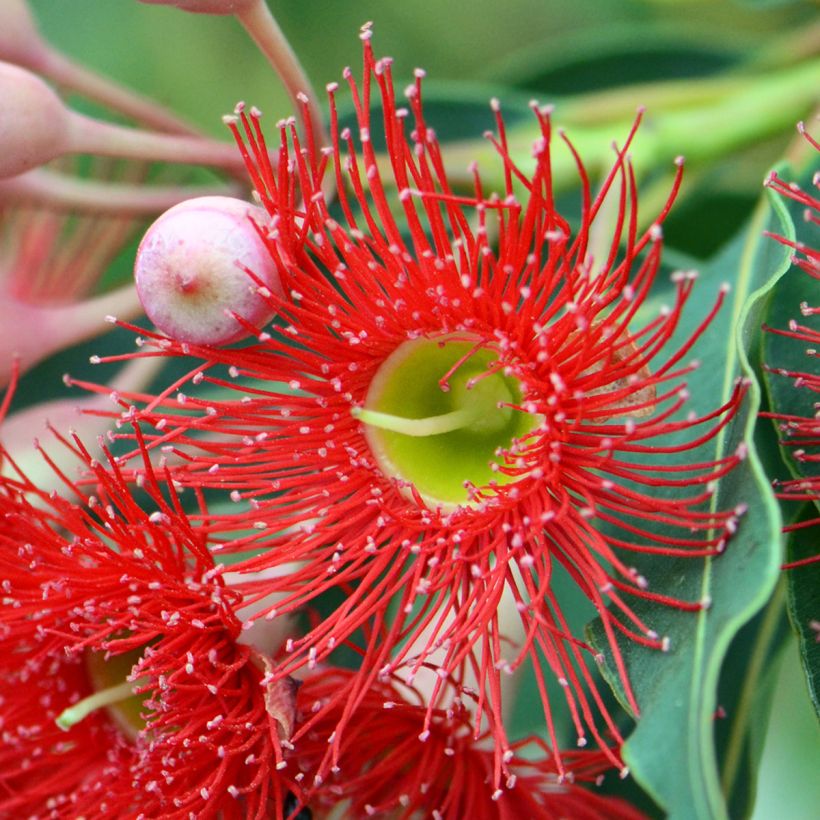 Corymbia ficifolia - Scharlach-Eucalyptus (Blüte)