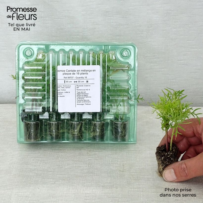 Example of Schmuckkörbchen Cantate Mix - Cosmos Jardi-Plug: Wurzelballen 3,8 cm x 3,2 cm in Anzuchtplatte à 15 Stück. as you get in printemps