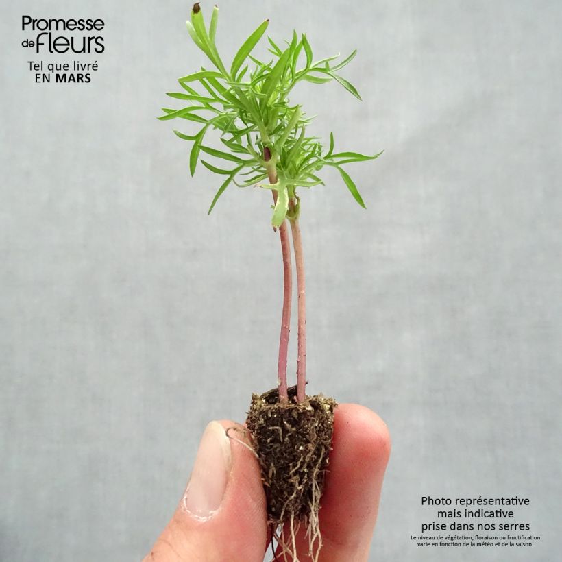 Example of Schmuckkörbchen Cantate Mix - Cosmos Mini-Plug: Plug 2,2 cm x 2 cm in Anzuchtplatte à 35 Stück as you get in printemps