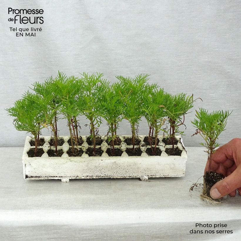 Example of Schmuckkörbchen Rubenza Red Carmin - Cosmos Jardi-Plug: Wurzelballen 3,8 cm x 3,2 cm in Anzuchtplatte à 15 Stück. as you get in printemps