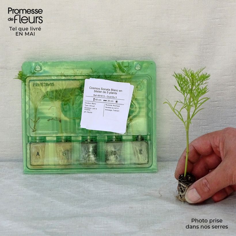 Exemplar von Schmuckkörbchen Sonata White - Cosmos Mini-Plug Ø 1,5/2,5 cm wie im Frühjahr geliefert