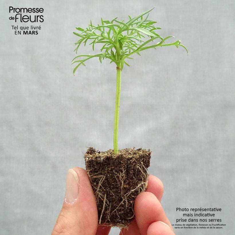 Exemplar von Schmuckkörbchen Sonata White - Cosmos Jardi-Plug: Wurzelballen 3,8 cm x 3,2 cm in Anzuchtplatte à 15 Stück. wie im Frühjahr geliefert