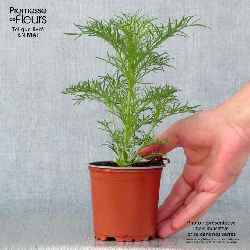 Exemplar von Schmuckkörbchen Sonata White - Cosmos Topf 10 cm/11cm wie im Frühjahr geliefert