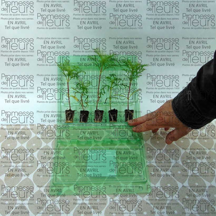 Example of Schmuckkörbchen Sonata Carmine - Cosmos Mini-Plug Ø 3/4 cm as you get