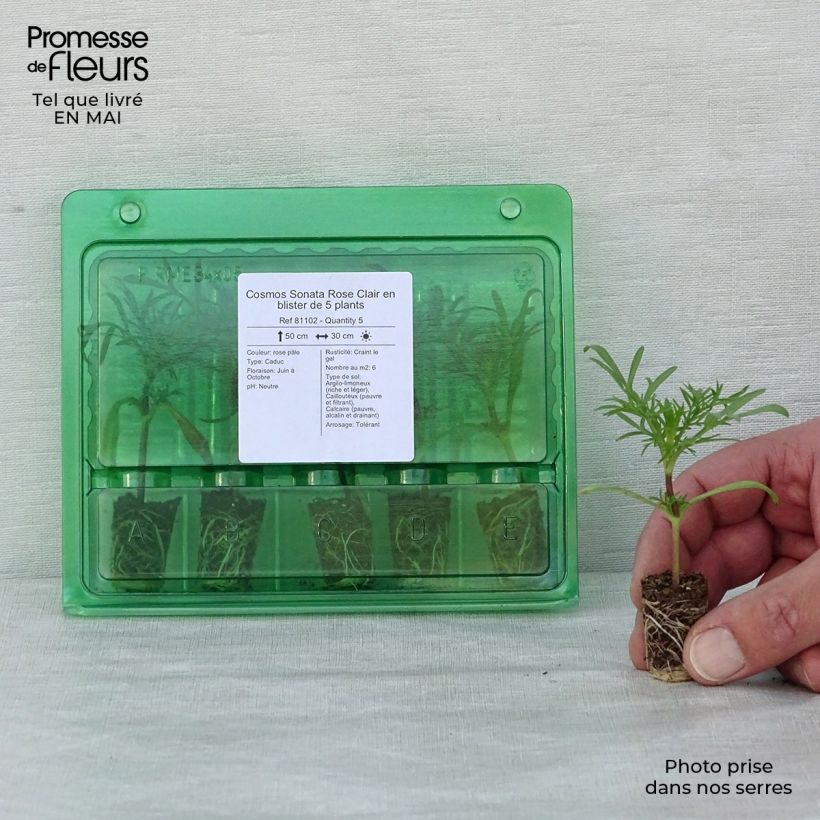 Example of Schmuckkörbchen Sonata Pink - Cosmos Mini-Plug Ø 1,5/2,5 cm as you get in printemps