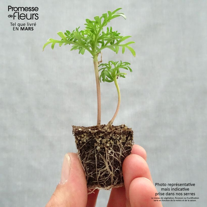 Example of Schmuckkörbchen Sonata Pink - Cosmos Jardi-Plug: Wurzelballen 3,8 cm x 3,2 cm in Anzuchtplatte à 15 Stück. as you get in printemps