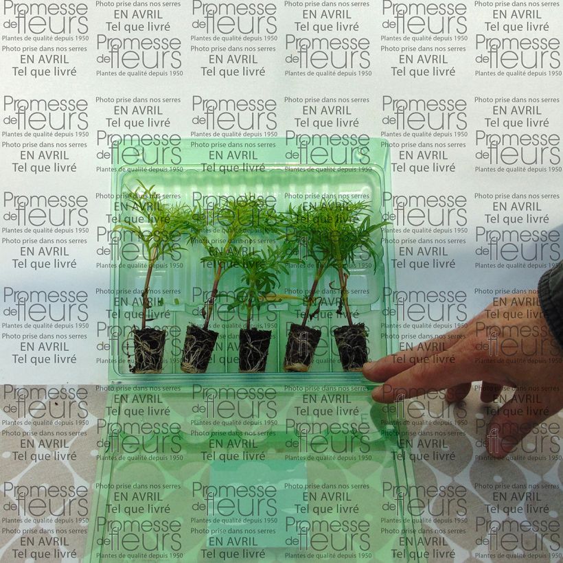 Example of Schmuckkörbchen Sonata Pink Blush - Cosmos Mini-Plug Ø 3/4 cm as you get