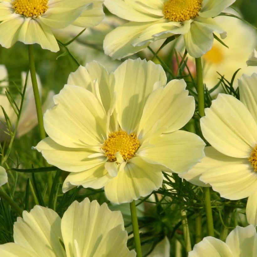 Schmuckkörbchen Xanthos - Cosmos (Blüte)