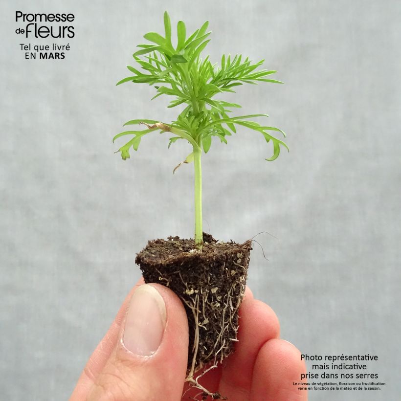 Exemplar von Schmuckkörbchen Xanthos - Cosmos Jardi-Plug: Wurzelballen 3,8 cm x 3,2 cm in Anzuchtplatte à 15 Stück. wie im Frühjahr geliefert