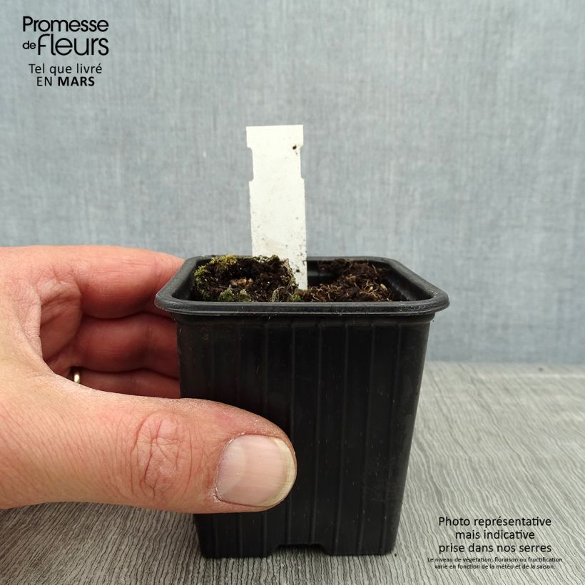 Example of Schokoladen-Kosmee Chocamocha - Cosmos atrosanguineus Kleine Töpfe von 7/8 cm as you get in printemps