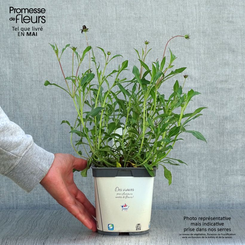 Example of Schokoladen-Kosmee Chocamocha - Cosmos atrosanguineus Topf mit 2L/3L as you get in printemps