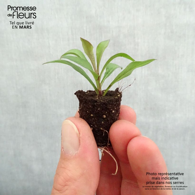 Example of Schokoladen-Kosmee Chocamocha - Cosmos atrosanguineus Mini-Plug Ø 1,5/2,5 cm as you get in printemps