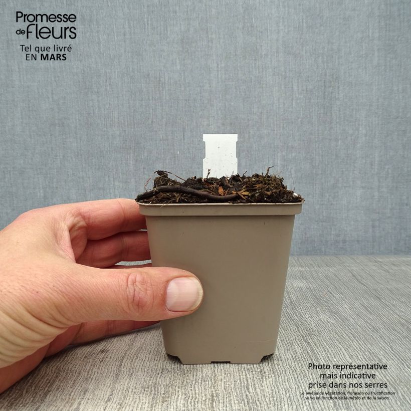 Example of Schokoladen-Kosmee Eclipse - Cosmos atrosanguineus Kleine Töpfe von 8/9 cm as you get in printemps