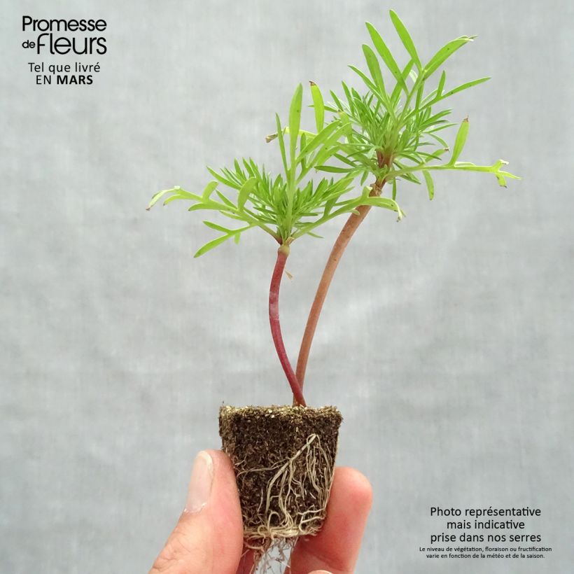 Example of Schmuckkörbchen Double Click Mix - Cosmos Jardi-Plug: Wurzelballen 3,8 cm x 3,2 cm in Anzuchtplatte à 15 Stück. as you get in printemps