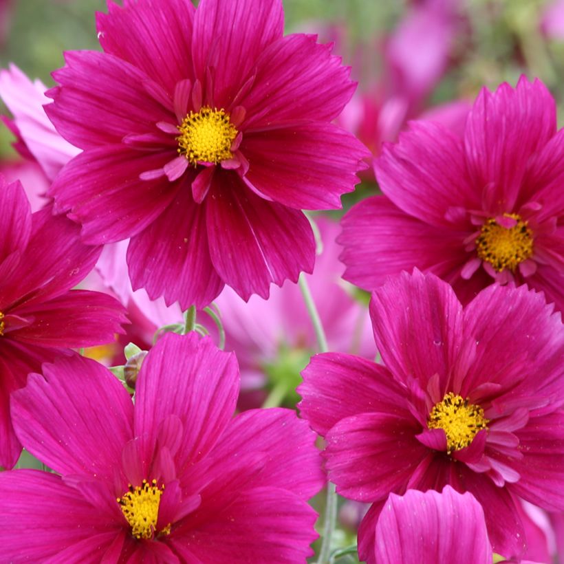 Schmuckkörbchen Fandango (Samen) - Cosmos bipinnatus (Flowering)