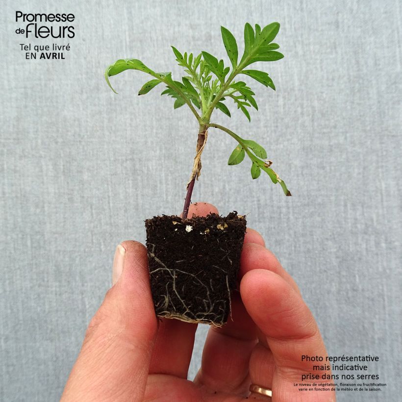 Example of Cosmos sulphureus Mandarin - Gelbes Schmuckkörbchen Mini-Plug Ø 3/4 cm as you get in printemps