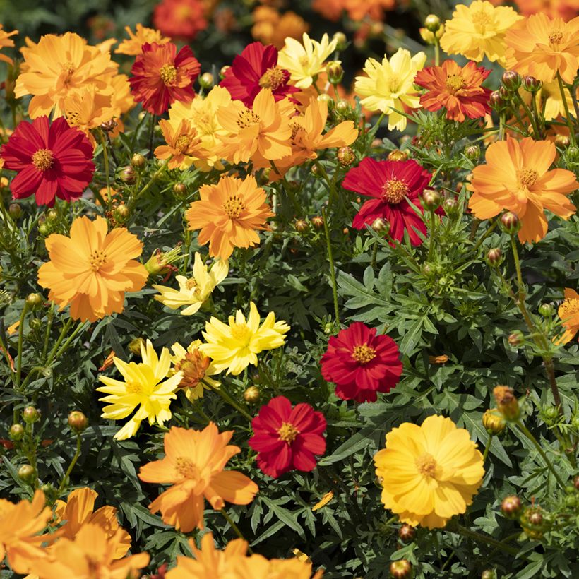 Cosmos sulphureus Brightness Mixed (Samen) - Gelbes Schmuckkörbchen (Flowering)