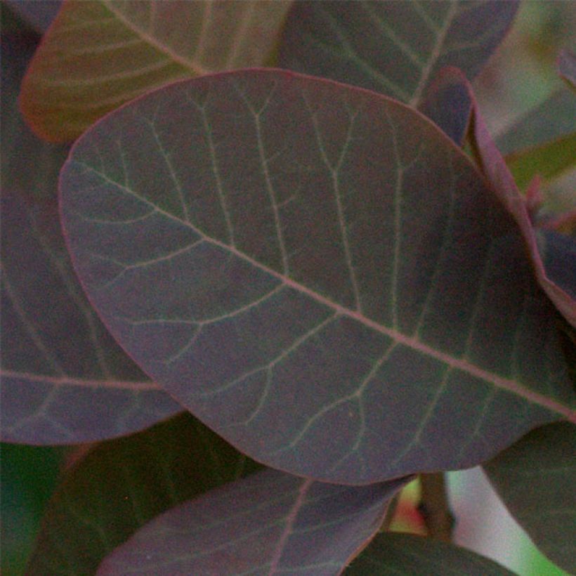 Perückenstrauch Grace - Cotinus (Foliage)