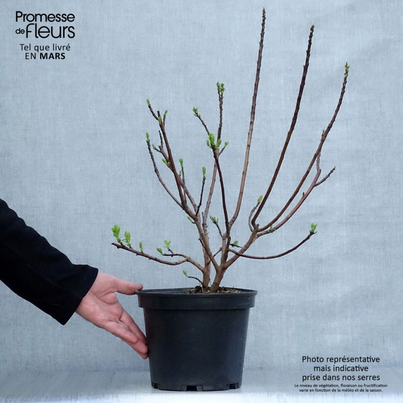 Example of Perückenstrauch Joe - Cotinus coggygria Topf mit 3L/4L as you get in printemps