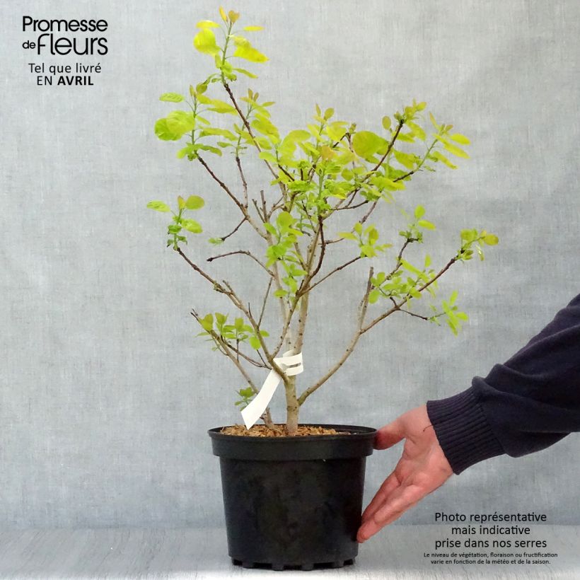 Example of Perückenstrauch Golden Lady - Cotinus coggygria Topf mit 3L/4L as you get in printemps