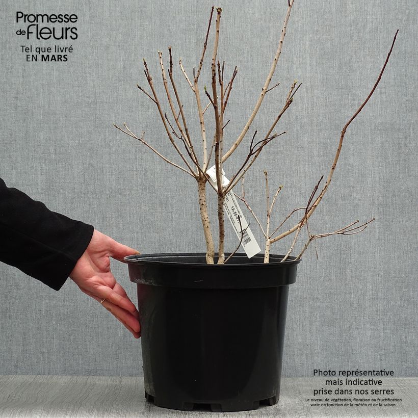 Example of Perückenstrauch Golden Lady - Cotinus coggygria Topf mit 7,5L/10L as you get in printemps