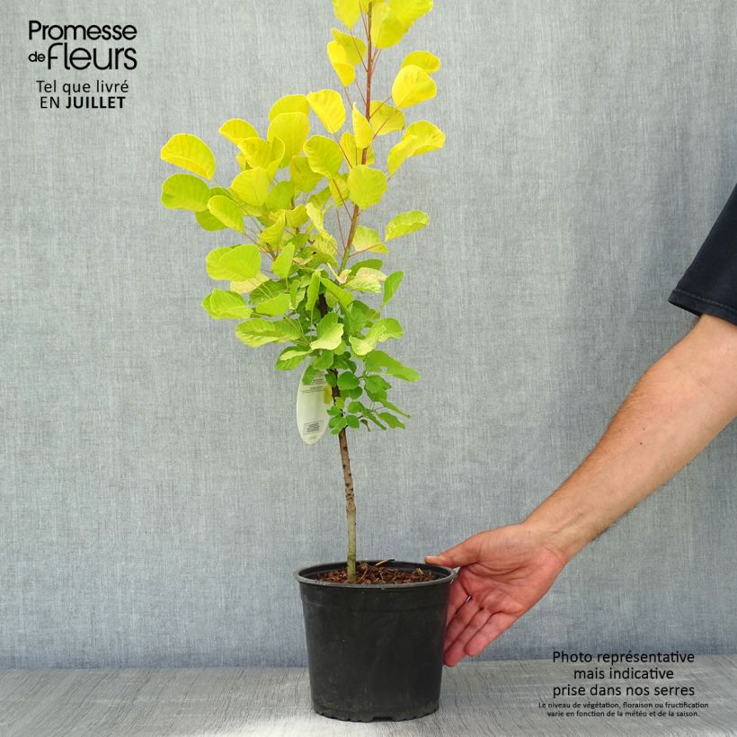 Exemplar von Perückenstrauch Golden Spirit - Cotinus coggygria Topf mit 2L/3L wie im Sommer geliefert