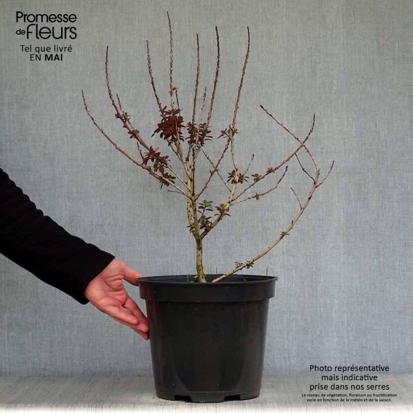 Example of Perückenstrauch Royal Purple - Cotinus coggygria Topf mit 4L/5L as you get in printemps