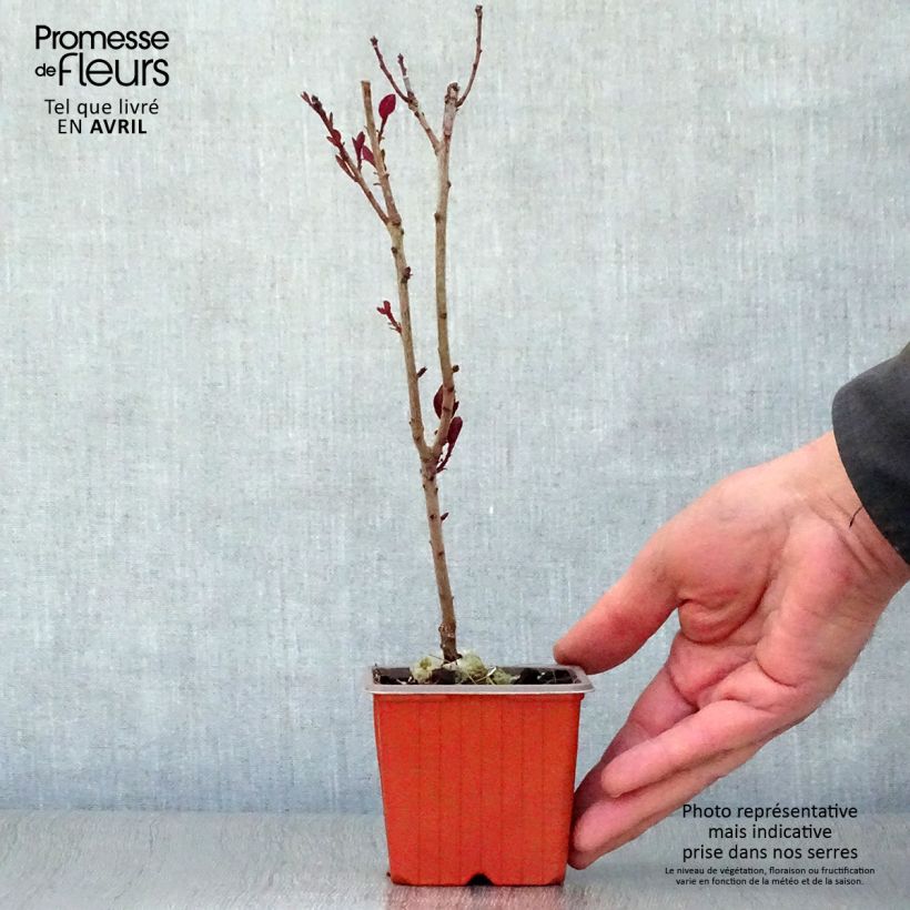 Example of Perückenstrauch Royal Purple - Cotinus coggygria Kleine Töpfe von 8/9 cm as you get in printemps