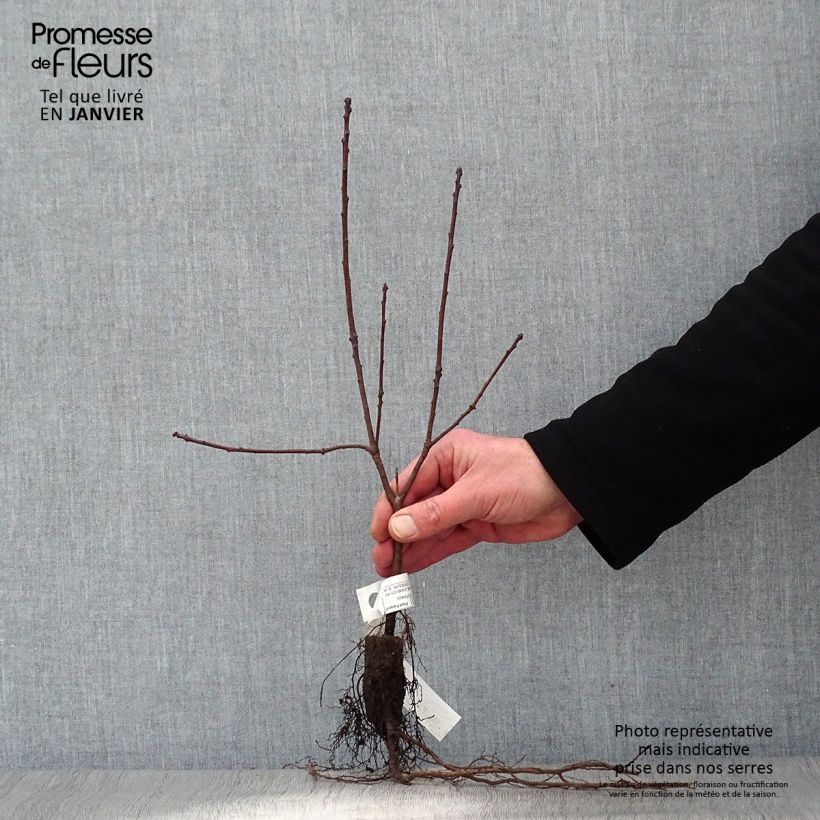 Example of Perückenstrauch Royal Purple - Cotinus coggygria Wurzelnackt as you get in hiver