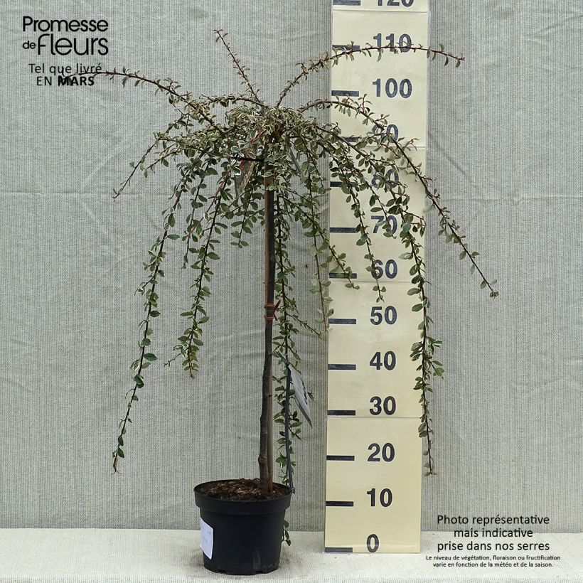 Exemplar von Cotoneaster suecicus Juliette - Zwergmispel Topf mit 4L/5L, Stamm wie im Frühjahr geliefert